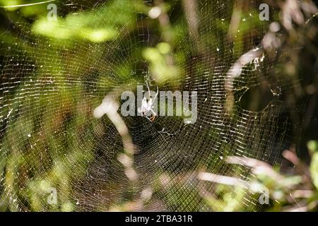 Nahaufnahme des großen Spinnennetzes im Dschungel Madagaskars mit Spinnen in der Mitte, moosbedeckte Felsen in der Nähe Stockfoto