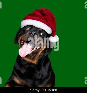 Porträt eines erwachsenen Rottweiler-Hundes, der lustige Zunge aussieht und einen weihnachtsmütze trägt, isoliert auf grünem Hintergrund Stockfoto