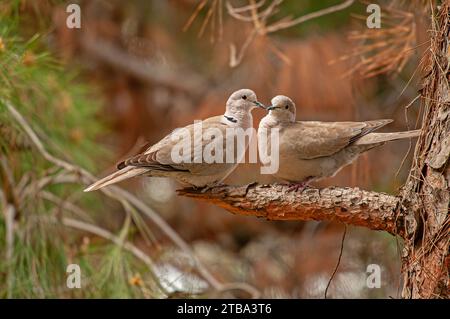 Eurasische Taube (Streptopelia Decocto), die auf einem Ast im Wald umwirbt. Stockfoto