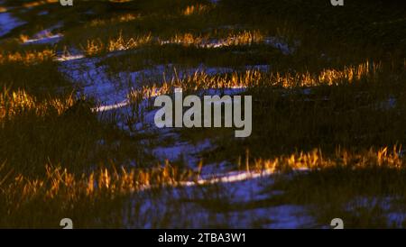 Sonnenlicht durchströmt die Güterwagen eines fahrenden Güterzuges und erzeugt einen hypnotischen und faszinierenden Tanz zwischen Licht und Schatten. Stockfoto