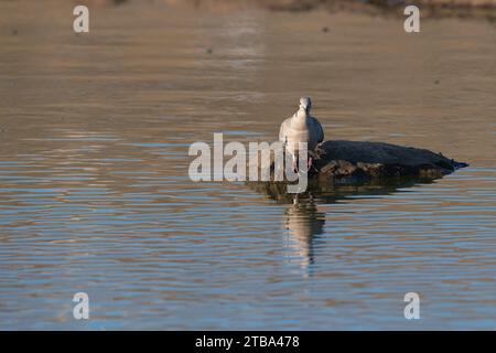 Eurasische Taube (Streptopelia Decocto), die aus dem Teich trinkt. Stockfoto