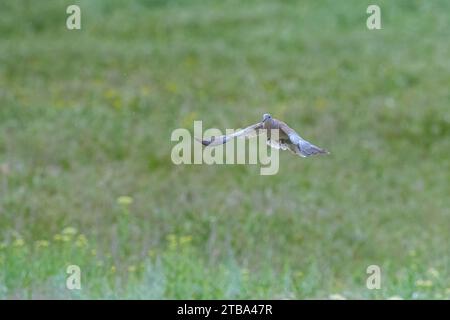 Eurasische Taube (Streptopelia Decocto) im Flug, während sie Äste zum Nest trägt. Stockfoto