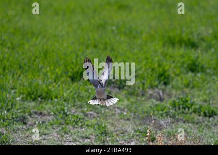 Eurasische Taube (Streptopelia Decocto) im Flug, während sie Äste zum Nest trägt. Stockfoto