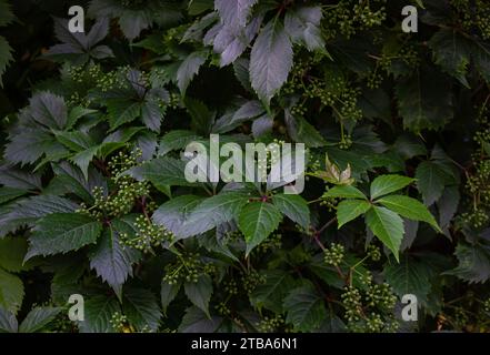Green Virginia Creeper Parthenocissus quinquefolia var. Murorum im Garten Hintergrund. Grüne Textur. Virginia Creeper oder fünf Blätter Evy cli Stockfoto