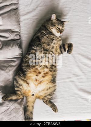Die große Tabbykatze liegt auf dem Rücken auf dem Bett und dreht den Kopf zur Seite Stockfoto
