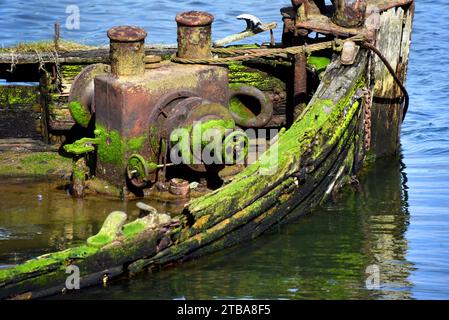 Closup des Wracks des Mary D. Hume Dampfschiffes zeigt die verrotteten Holzseiten und rostenden Dampfschiffteile. Grünes Moos wächst über Oberflächen. Stockfoto