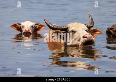 Asiatische Wasserbüffel, Bubalus arnee, baden in einem Fluss nahe der Stadt Baucau im Norden der Demokratischen republik Timor-Leste. Stockfoto