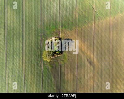 Luftaufnahme des Solitary Tree in Meadow, Cheshire, England 1 Stockfoto