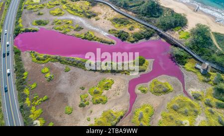 Ein Blick aus der Vogelperspektive auf den pinken Teich im Keālia National Wildlife Refuge auf Maui, Hawaii. Das Wasser wurde rosa aufgrund eines einzelligen Organismus namens h Stockfoto