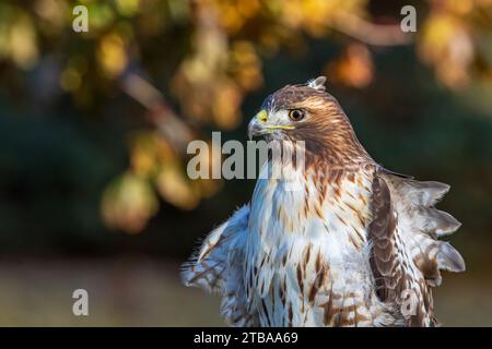 Rotschwanzfalke, der im Herbst auf dem Hinterhof sitzt. Das Konzept der Vogelbeobachtung, Vogelbeobachtung und Lebensraumpflege. Stockfoto