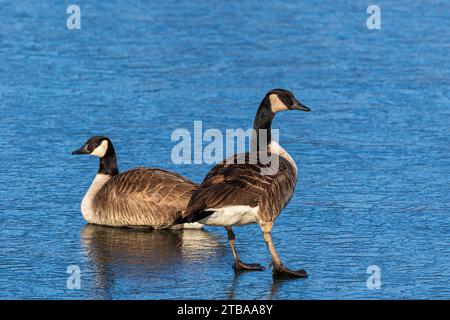 Kanadische Gans stehen im Winter auf dem gefrorenen See. Konzept des Artenschutzes und des Lebensraumschutzes Stockfoto