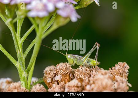 Slender Meadow Katydid auf Wildblumenpflanze. Insekten- und Tierschutz, Landwirtschaft und Schädlingsbekämpfungskonzept im Garten. Stockfoto