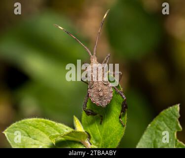 Blattfüßige Käfer auf Blatt einer Wildblumenpflanze. Insekten- und Tierschutz, Nützliches Insektenschutzkonzept und Gartenblumengarten im Garten. Stockfoto