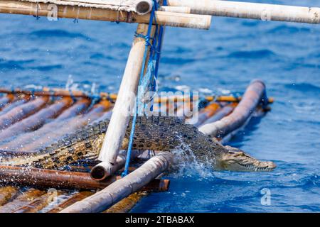 Ein Salzwasserkrokodil, Crocodylus porosus, springt von einer Fase oder einem Fischsammelgerät in den Ozean, eine Meile vor der Küste von Baucau, den Demokraten Stockfoto