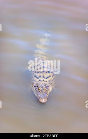 Ein Salzwasserkrokodil, Crocodylus porosus, im Rib Maluilada River in der Demokratischen Republik Timor-Leste. Stockfoto