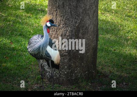 Grey gekrönter Kran (Balearica Regulorum) Stockfoto