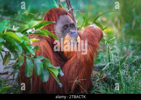 Sumatra-Orang-Utan mit Kokosnuss (Pongo abelii) Stockfoto