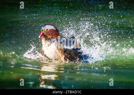 Mandarin Ente (Aix galericulata) auf einem See mit Wasserspritzern Stockfoto