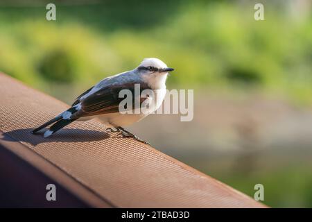 Maskierter Wassertyrann (Fluvicola nengeta) Stockfoto