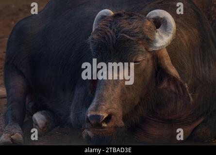 Murrah Buffalo Head - Wasserbüffel (Bubalus bubalis) Stockfoto