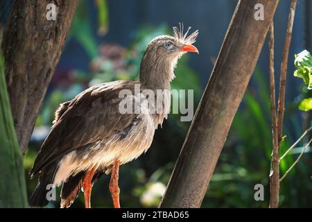 Rotbeiniger Seriema-Vogel (Cariama cristata) Stockfoto