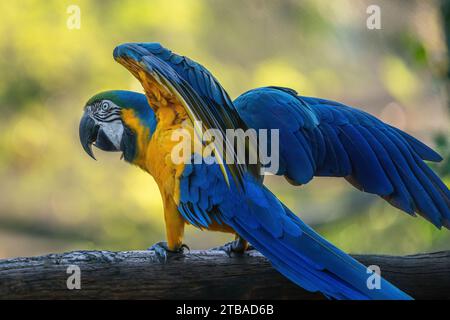 Blau-gelber Ara mit offenen Flügeln (Ara arararauna) Stockfoto