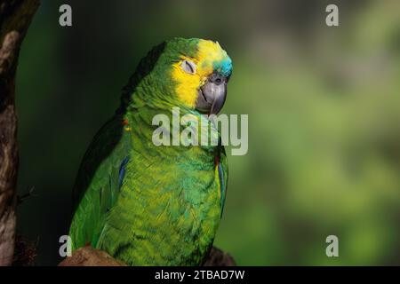 Amazonas mit Türkis oder Papagei mit Blaufront (Amazona aestiva) Stockfoto