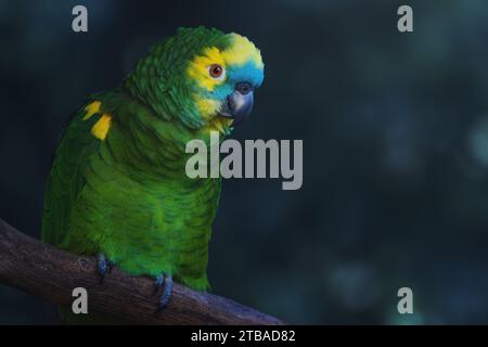 Amazonas mit Türkis oder Papagei mit Blaufront (Amazona aestiva) Stockfoto