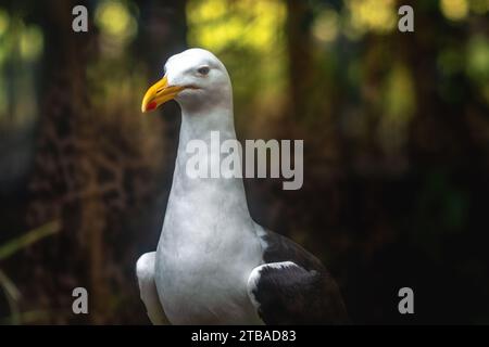 Seagull (Larus dominicanus) - Möwe Stockfoto