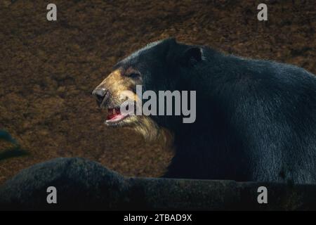 Brillenbär (Tremarctos ornatus) - Südamerikanischer Bär Stockfoto
