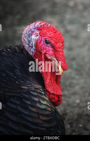 Inländische Truthühner (Meleagris gallopavo domesticus) Stockfoto