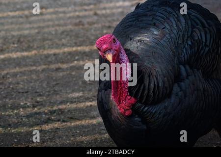 Inländische Truthühner (Meleagris gallopavo domesticus) Stockfoto