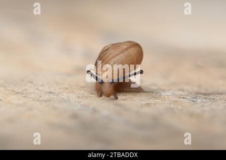 Tiny Garden Snail - Asiatische Trampschnecke (Bradybaena similaris) Stockfoto