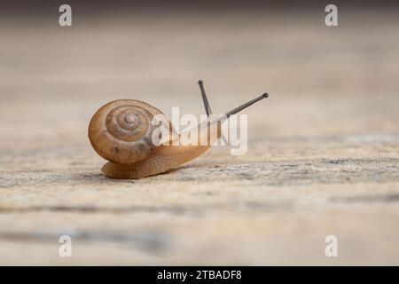 Tiny Garden Snail - Asiatische Trampschnecke (Bradybaena similaris) Stockfoto