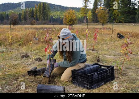 Baumpflanzung durch Forestauration im Vital Ground Broadie Habiat Preserve Grundstück im Herbst. Yaak Valley, Nordwesten von Montana. Stockfoto