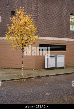 Einsame einzelne Birke mit braunen Blättern auf der Londoner Straße im Winter vor der Backsteinmauer Stockfoto