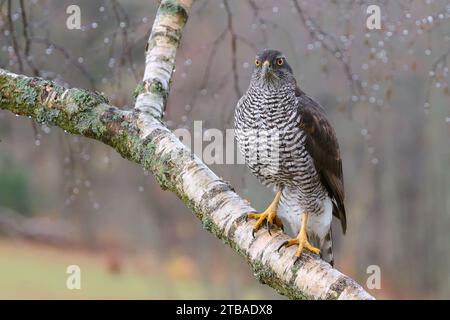 nördlicher Goschawk (Accipiter gentilis), thront auf einem Ast, Tschechische Republik, Klatovy Stockfoto