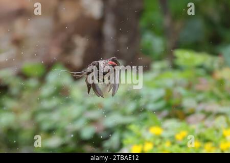 Rotpoll, gemeine Rotpoll (Carduelis flammea, Acanthis flammea), Mann im Flug, Deutschland, Mecklenburg-Vorpommern Stockfoto