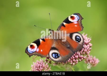 Pfauenfalter, Europäischer Pfauenfalter (Inachis io, Nymphalis io, Aglais io), mit offenen Flügeln auf Vollkraut, Eupatorium cannabinum, Deutschland, Stockfoto