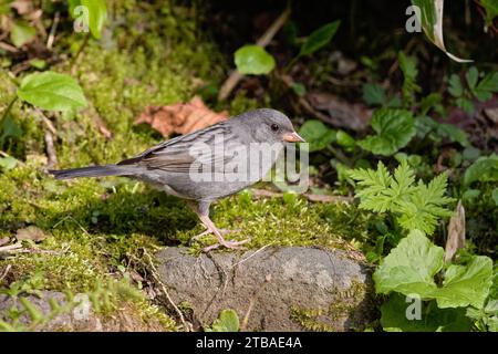 Japanische graue Fahne (Emberiza variabilis), männlich auf einem moosigen Stein stehend, Seitenansicht, Japan, Hokkaido Stockfoto