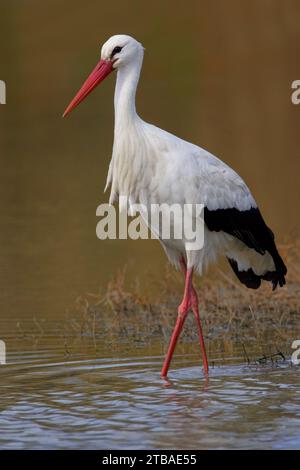 Weißstorch (Ciconia ciconia), Spaziergang durch flaches Wasser, Seitenansicht Stockfoto