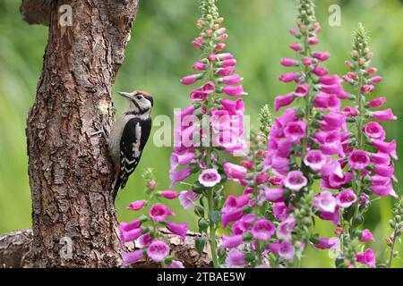 Großspecht (Picoides Major, Dendrocopos Major), Jugendlicher an einem Baumstamm, mit Fuchshandschuhen im Hintergrund, Deutschland, Stockfoto