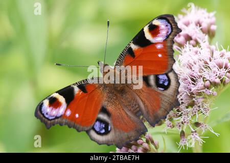 Pfauenfalter, Europäischer Pfauenfalter (Inachis io, Nymphalis io, Aglais io), mit offenen Flügeln auf Vollkraut, Eupatorium cannabinum, Deutschland, Stockfoto