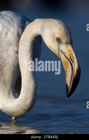 Großer Flamingo (Phoenicopterus roseus, Phoenicopterus ruber roseus), unreifer Vogel im Flachwasser, Porträt, Italien, Toskana Stockfoto