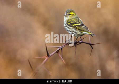 Eurasisches Sisskin, Europäisches Sisskin, gemeinsames Sisskin, Sisskin (Spinus spinus), weibliches Stachel auf einem stacheligen Zweig, Italien, Toskana, Piana fiorentina; Stagno di Stockfoto