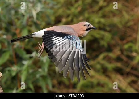 jay (Garrulus glandarius), im Flug, Deutschland, Mecklenburg-Vorpommern Stockfoto