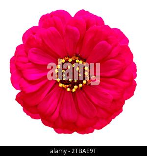 Zinnia, Jugend und Alter, Zinnia (Zinnia elegans), rote violette Blüte, ausgeschnitten Stockfoto