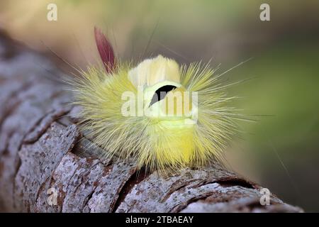 Blasser Tussock, Rotschwanzmotte (Dasychira pudibunda, Olene pudibunda, Calliteara pudibunda, Elkneria pudibunda), raupe auf einem Ast, gelbe Form, Stockfoto