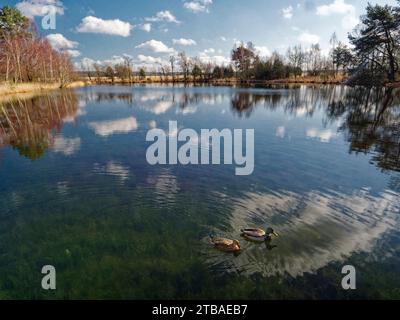 Überflutete Waskolk mit Stockenten-Entenpaar, Niederlande, Gelderland, Hoge Veluwe Nationalpark, Deelen Stockfoto