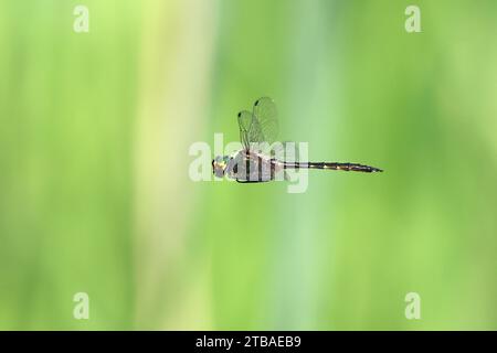 Gelbfleckiger Smaragd (Somatochlora flavomaculata), im Flug, Seitenansicht, Deutschland, Mecklenburg-Vorpommern Stockfoto